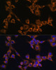 Signal Transduction Antibodies 3 Anti-RAMP1 Antibody CAB6447