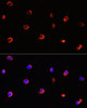 Signal Transduction Antibodies 3 Anti-AIPL1 Antibody CAB6458