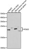 KO Validated Antibodies 1 Anti-POLE3 Antibody CAB6469KO Validated