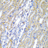 Cell Biology Antibodies 10 Anti-CYP20A1 Antibody CAB6476