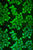 Cell Death Antibodies 2 Anti-NGB Antibody CAB6477