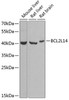 Cell Death Antibodies 2 Anti-BCL2L14 Antibody CAB6478