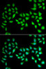Cell Biology Antibodies 10 Anti-UCN2 Antibody CAB6485
