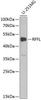 Cell Death Antibodies 2 Anti-RFFL Antibody CAB6489