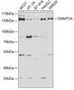 Cell Biology Antibodies 10 Anti-DNMT3A Antibody CAB6503