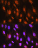Cell Death Antibodies 2 Anti-DDIT3 / CHOP Antibody CAB6504