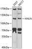Cell Cycle Antibodies 1 Anti-ANLN Antibody CAB6524
