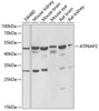 Cell Biology Antibodies 10 Anti-ATP6AP2 Antibody CAB6531