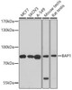 Signal Transduction Antibodies 3 Anti-BAP1 Antibody CAB6533