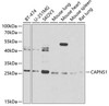 Cell Biology Antibodies 10 Anti-CAPNS1 Antibody CAB6539