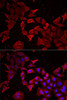 Developmental Biology Anti-Caspase-14 Antibody CAB6541