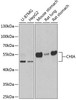 Cell Death Antibodies 2 Anti-CHIA Antibody CAB6558