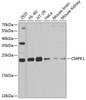 Metabolism Antibodies 2 Anti-CMPK1 Antibody CAB6561