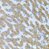 Cell Biology Antibodies 10 Anti-CPM Antibody CAB6565