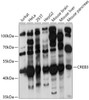 Cell Biology Antibodies 10 Anti-CREB3 Antibody CAB6567