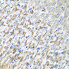 Cell Biology Antibodies 10 Anti-CST1 Antibody CAB6570