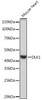 Cell Biology Antibodies 10 Anti-DLK1 Antibody CAB6578