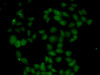 Cell Biology Antibodies 10 Anti-FGF14 Antibody CAB6588