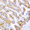 Cell Biology Antibodies 10 Anti-GATM Antibody CAB6598