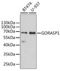 Cell Biology Antibodies 10 Anti-GORASP1 Antibody CAB6609