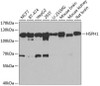Metabolism Antibodies 2 Anti-HSPH1 Antibody CAB6622