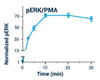 Signaling Pathway Assays ERK Phosphorylation Assay Kit BA0098