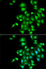 Cell Biology Antibodies 10 Anti-IL-20 Antibody CAB6629