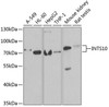 Cell Biology Antibodies 10 Anti-INTS10 Antibody CAB6632