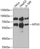 Cell Biology Antibodies 10 Anti-MTA3 Antibody CAB6660