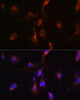 Metabolism Antibodies 2 Anti-NFS1 Antibody CAB6668