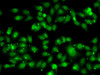 Epigenetics and Nuclear Signaling Antibodies 4 Anti-NR2C1 Antibody CAB6675