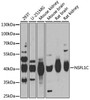 Cell Biology Antibodies 10 Anti-NSFL1C Antibody CAB6677