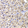 Cell Cycle Antibodies 1 Anti-NUDC Antibody CAB6678