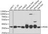 Cell Biology Antibodies 10 Anti-PDXK Antibody CAB6687