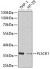 Immunology Antibodies 2 Anti-PLSCR1 Antibody CAB6691