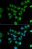 Epigenetics and Nuclear Signaling Antibodies 4 Anti-POU2AF1 Antibody CAB6696