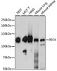 Metabolism Antibodies 2 Anti-RECK Antibody CAB6718