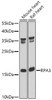 Epigenetics and Nuclear Signaling Antibodies 4 Anti-RPA3 Antibody CAB6721