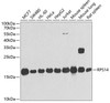 Cell Biology Antibodies 10 Anti-RPS14 Antibody CAB6727