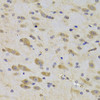 Cell Biology Antibodies 10 Anti-RPS27 Antibody CAB6729