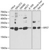 Cell Biology Antibodies 10 Anti-RPS7 Antibody CAB6731