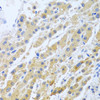 Cell Biology Antibodies 10 Anti-STC1 Antibody CAB6755
