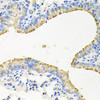Cell Biology Antibodies 10 Anti-STRN3 Antibody CAB6756