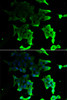Epigenetics and Nuclear Signaling Antibodies 4 Anti-TANK Antibody CAB6763