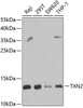 Cell Biology Antibodies 10 Anti-TXN2 Antibody CAB6782