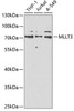 Epigenetics and Nuclear Signaling Antibodies 4 Anti-MLLT3 Antibody CAB6798