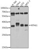 Epigenetics and Nuclear Signaling Antibodies 4 Anti-NTHL1 Antibody CAB6820
