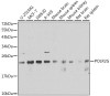 Epigenetics and Nuclear Signaling Antibodies 4 Anti-POLR2G Antibody CAB6838