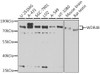 Immunology Antibodies 2 Anti-WDR48 Antibody CAB6854