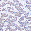 Cell Biology Antibodies 10 Anti-GOT2 Antibody CAB6915